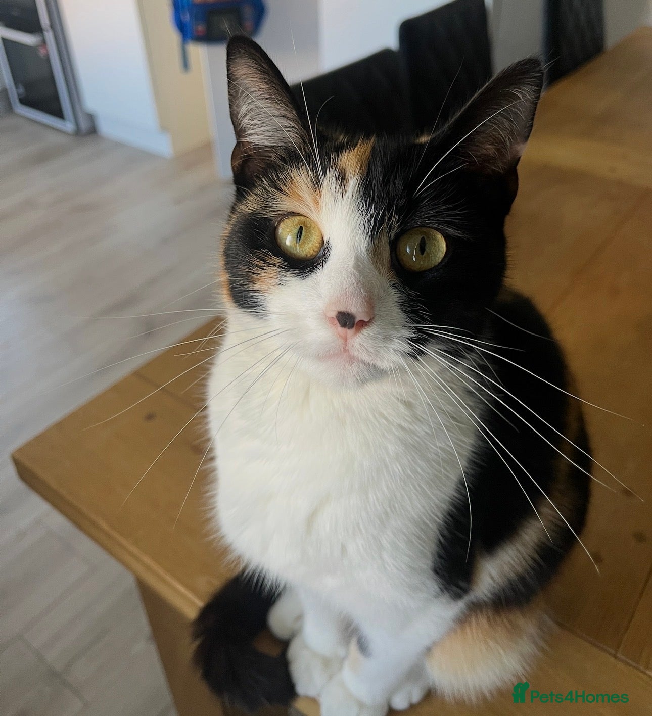 Mixed Breed cats 5 adorable kittens, (2boys 3girls) ready 3rd June. - Advert 4