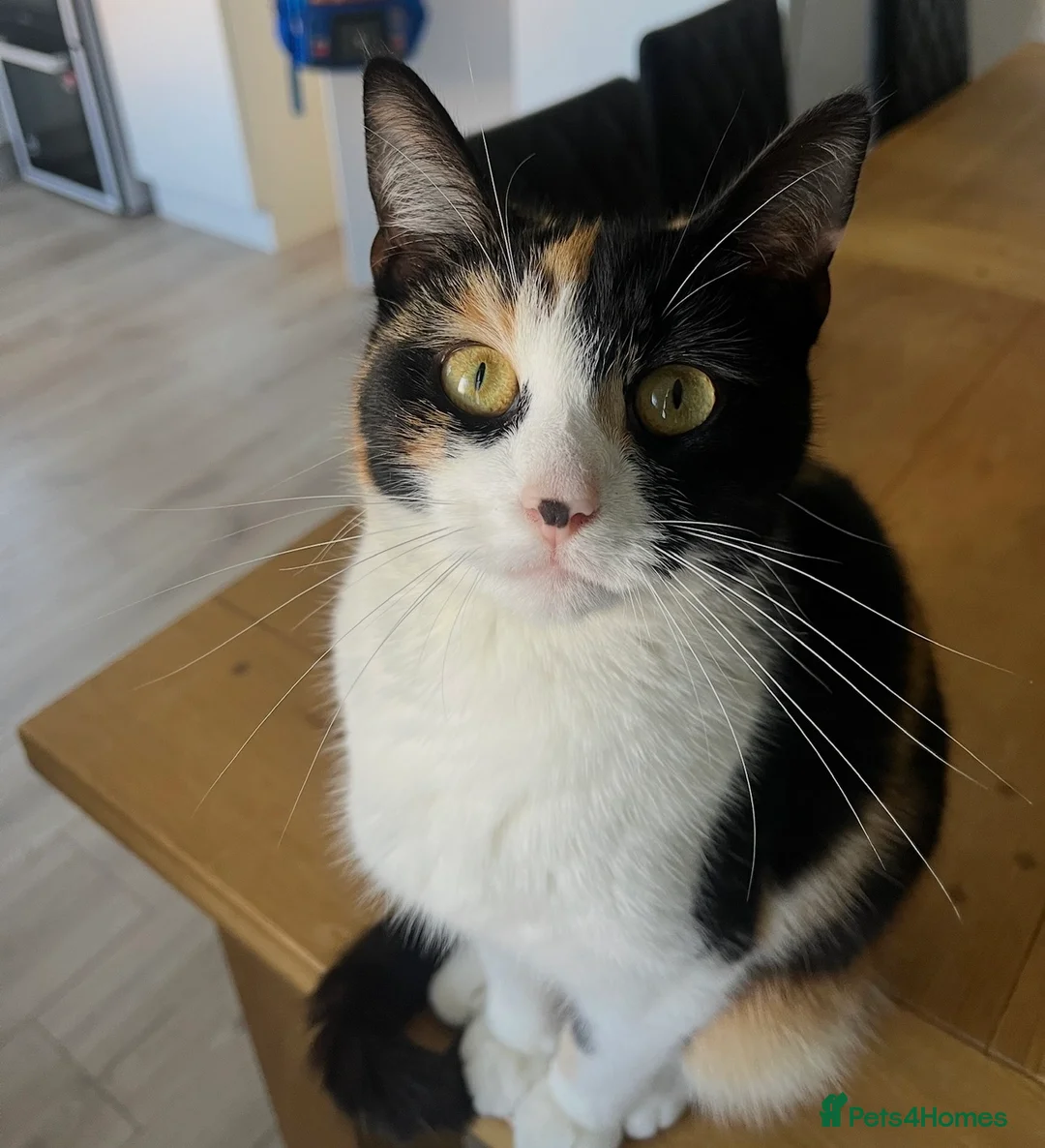 Mixed Breed cats for sale: 5 adorable kittens, (2boys 3girls) ready 3rd June. - Advert 1