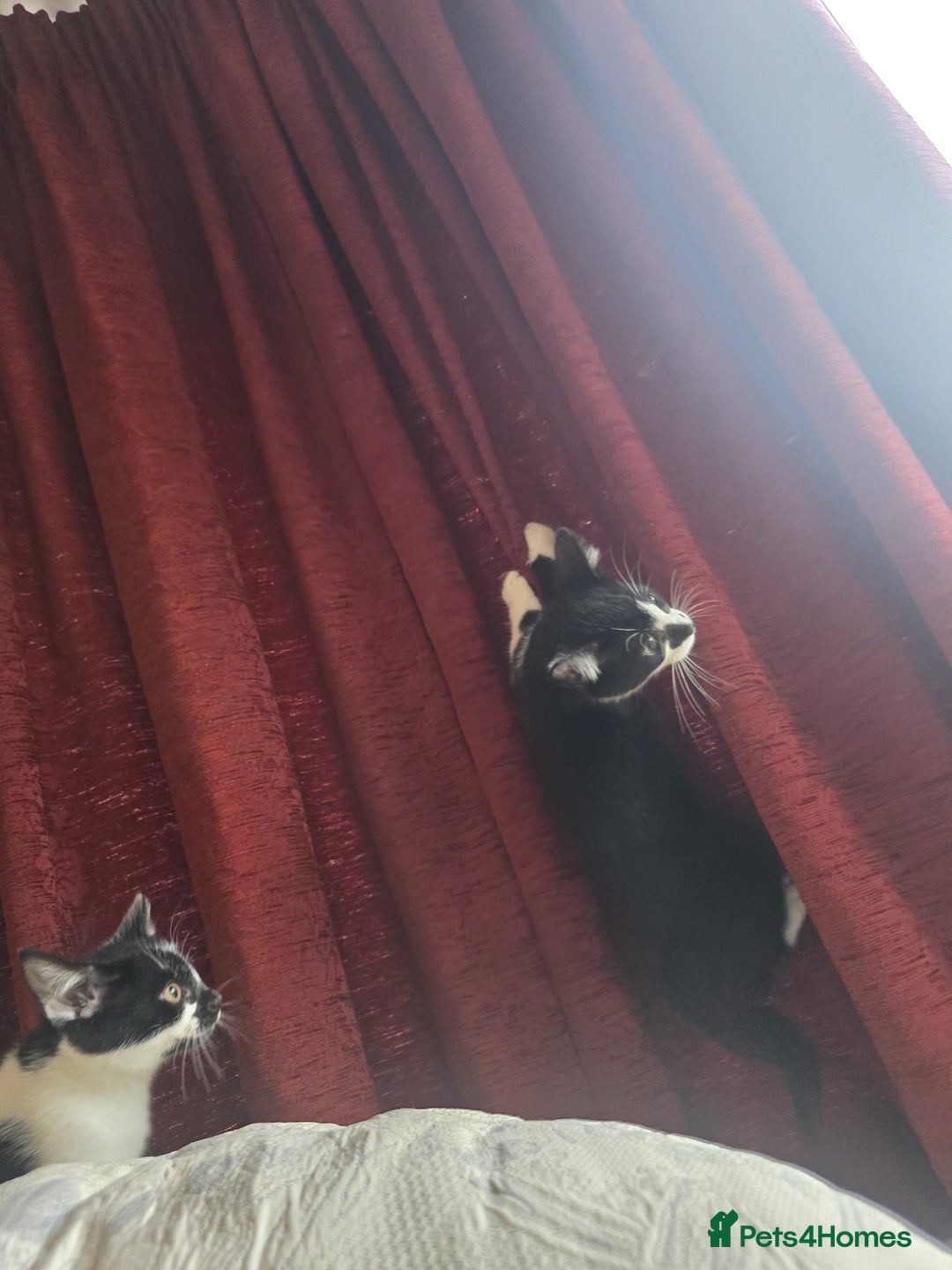 Mixed Breed cats for sale: Two male kittens - Advert 8