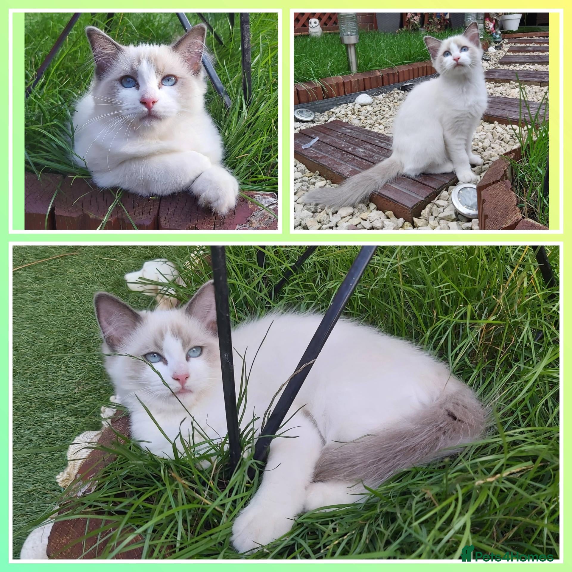 Ragdoll cats RAGDOLL BICOLOUR GIRL BLUE EYES READY NOW  - Advert 17
