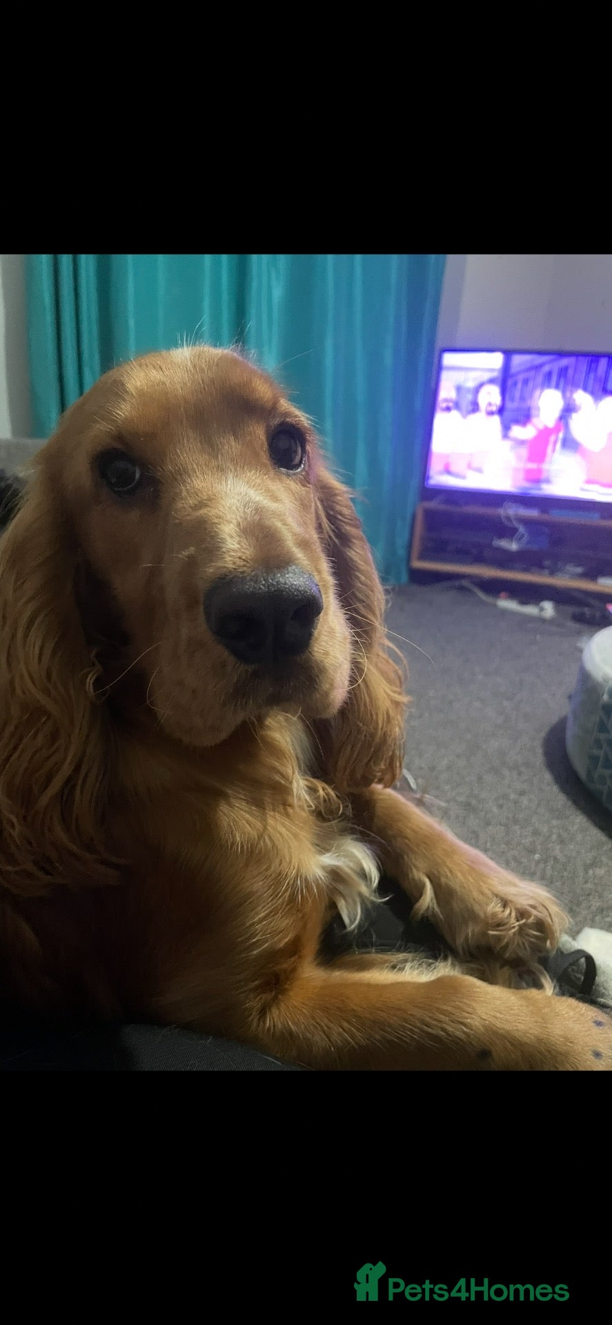 Cocker Spaniel dogs 2 year old dog for rehoming  - Advert 1