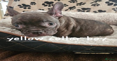 French Bulldog dogs - Advert 12