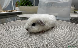Guinea Pig rodents for sale: 4x lovely 4 weeks old boys born on 30.06.2025 in Leicester - Image 9