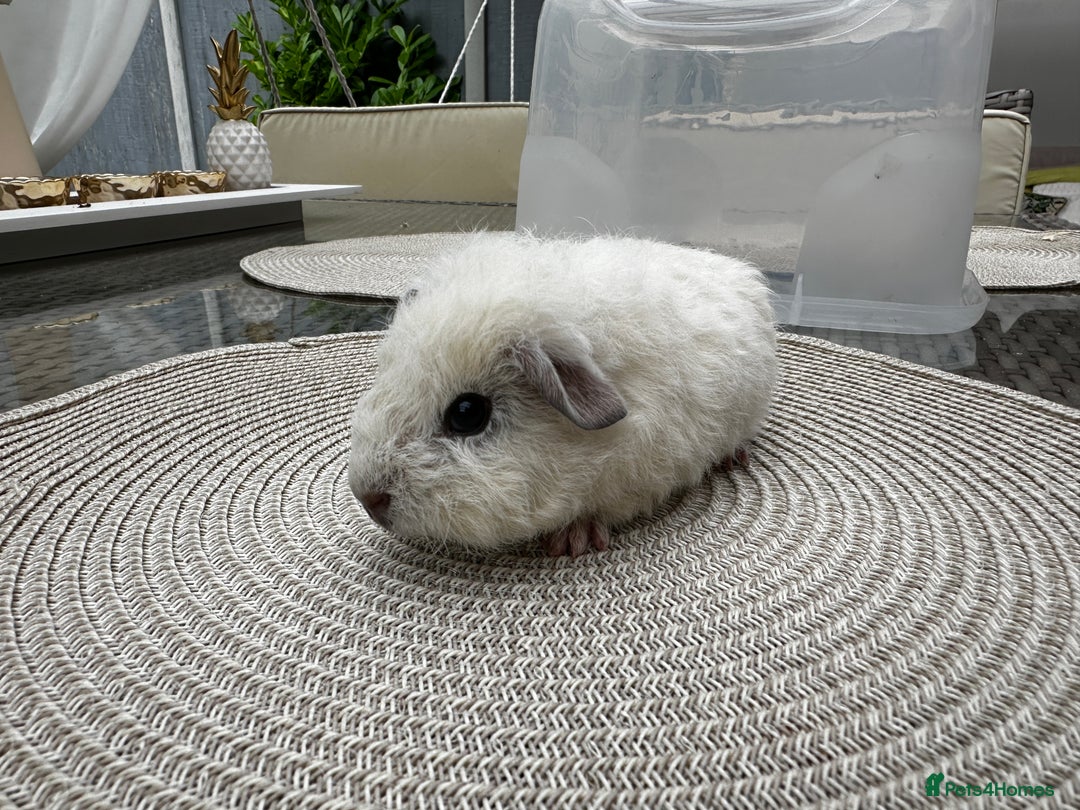 Guinea Pig rodents for sale: 4x lovely 4 weeks old boys born on 30.06.2025 in Leicester - Image 9