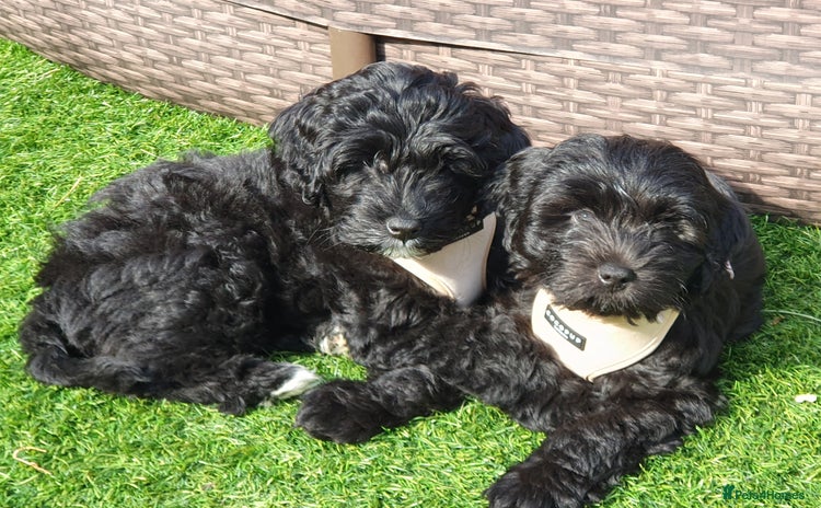 Australian Labradoodle dogs - Advert 3