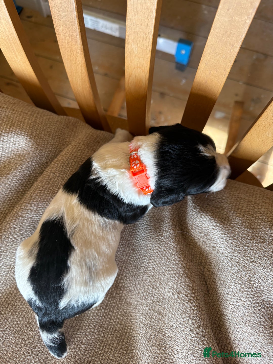 Cocker Spaniel dogs for sale: Working Cocker Spaniel Puppies  - Image 22