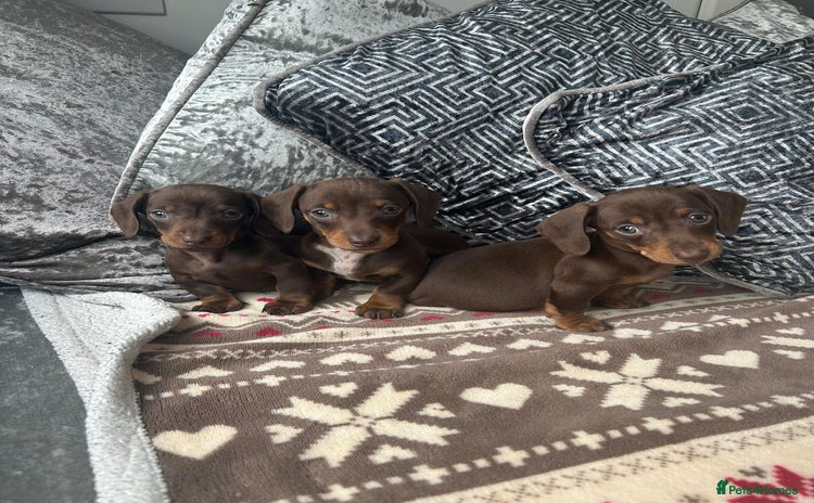 Dachshund dogs - Advert 10