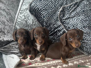 Dachshund dogs Mini daschund smooth coated - Advert 18