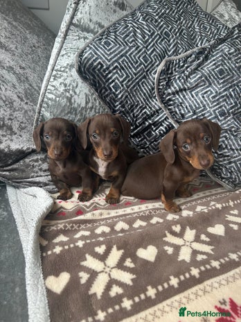 Dachshund dogs - Advert 10