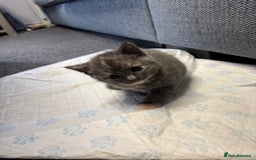 Mixed Breed cats for sale: Kittens for sale - Image 7