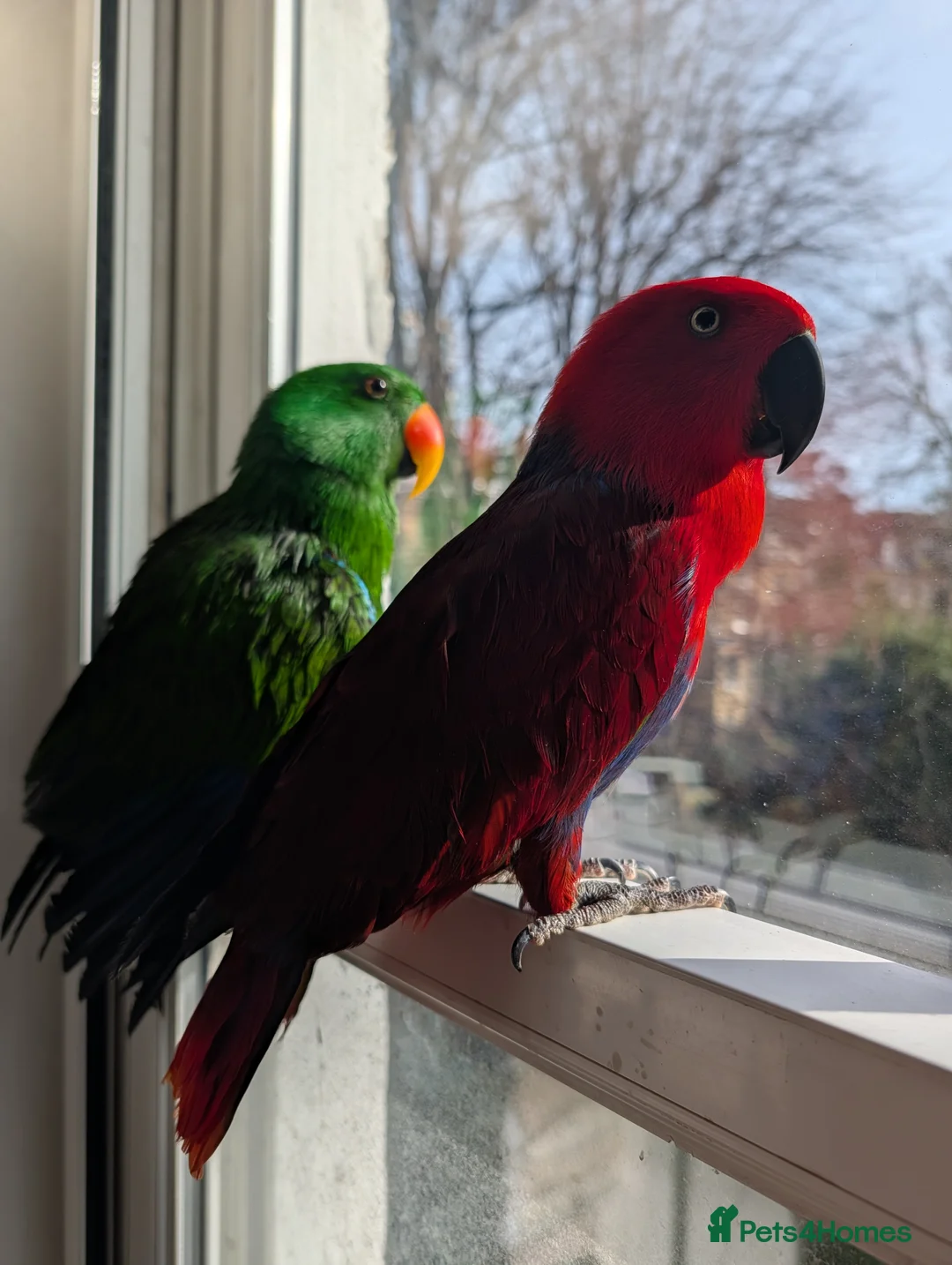 Parrots birds for sale: NOT FOR SALE- SEEKING FOSTER HOME - Advert 1