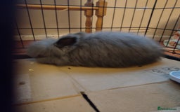 Angora rabbits for sale: Full Face Baby Blue Angora Doe - Image 3