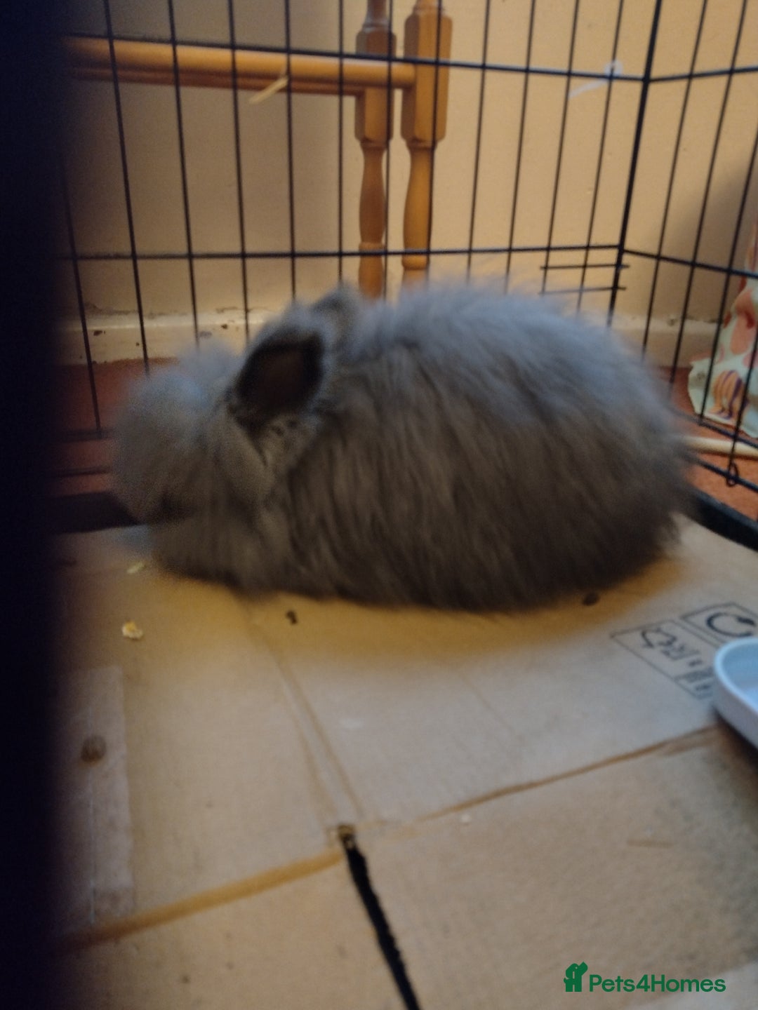Angora rabbits for sale: Full Face Baby Blue Angora Doe - Image 3