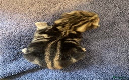 Bengal cats for sale: 9 BENGAL RAGDOLL X KITTENS - Image 30
