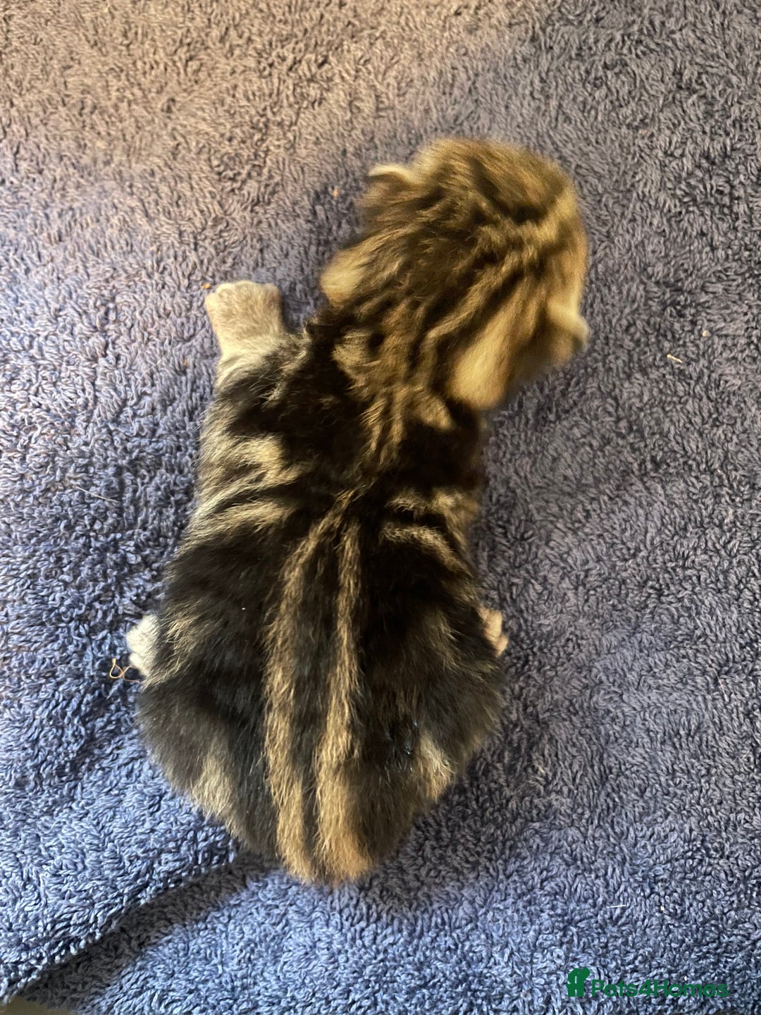 Bengal cats for sale: 9 BENGAL RAGDOLL X KITTENS - Image 30