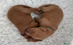 Mixed Breed dogs for sale: Multi-gen Medium Labradoodle puppies - Image 2