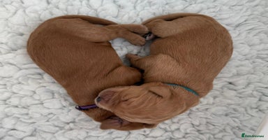Mixed Breed dogs - Advert 4