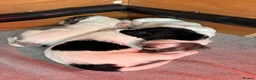 Sproodle dogs for sale: ✨ Premium Rare F1 Sproodle Pups – Champion Lines ✨ - Advert 20