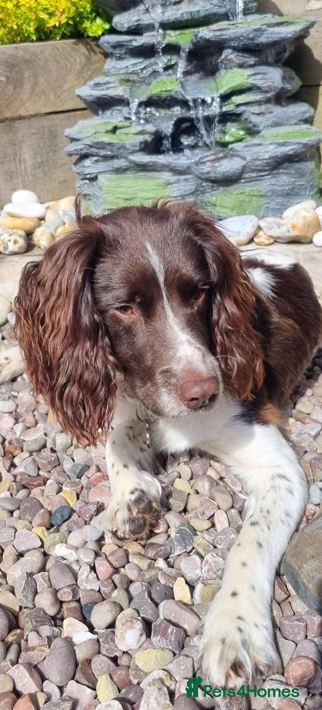 English Springer Spaniel dogs for stud: KC registered springer spaniel stud in Warwick - Advert 2