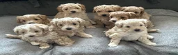 Maltipoo dogs for sale: Maltipoo Puppies 💗 in Stanmore - Advert 30