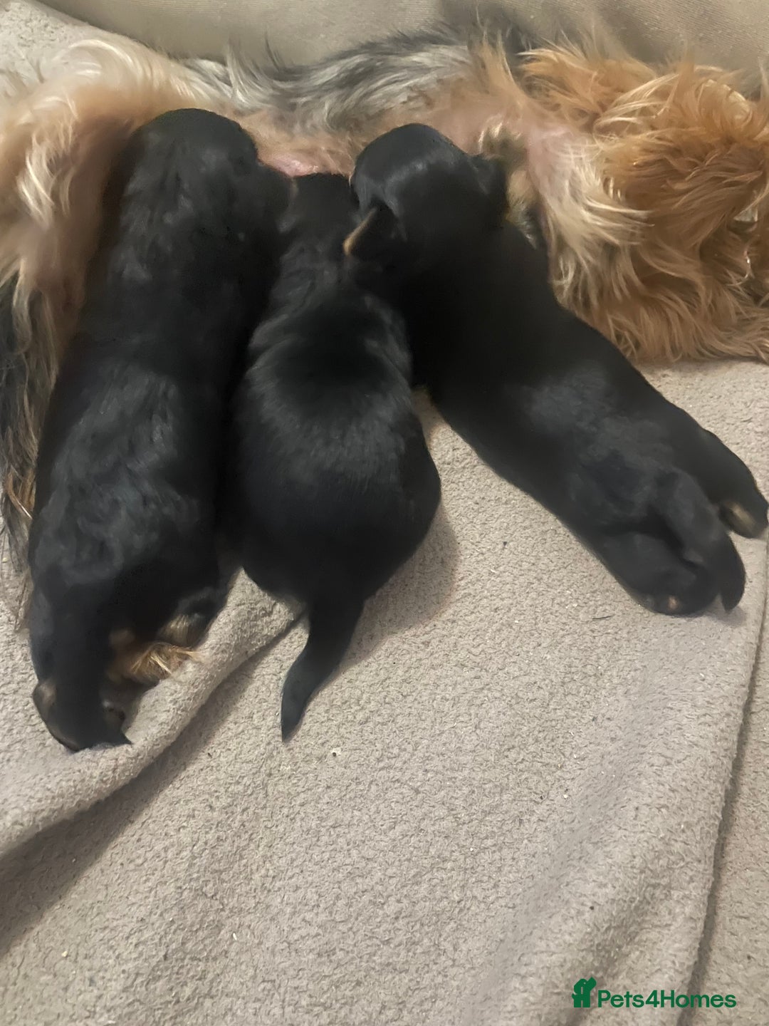 Yorkshire Terrier dogs for sale: Yorkshire Terrier puppies 🐶  - Advert 10