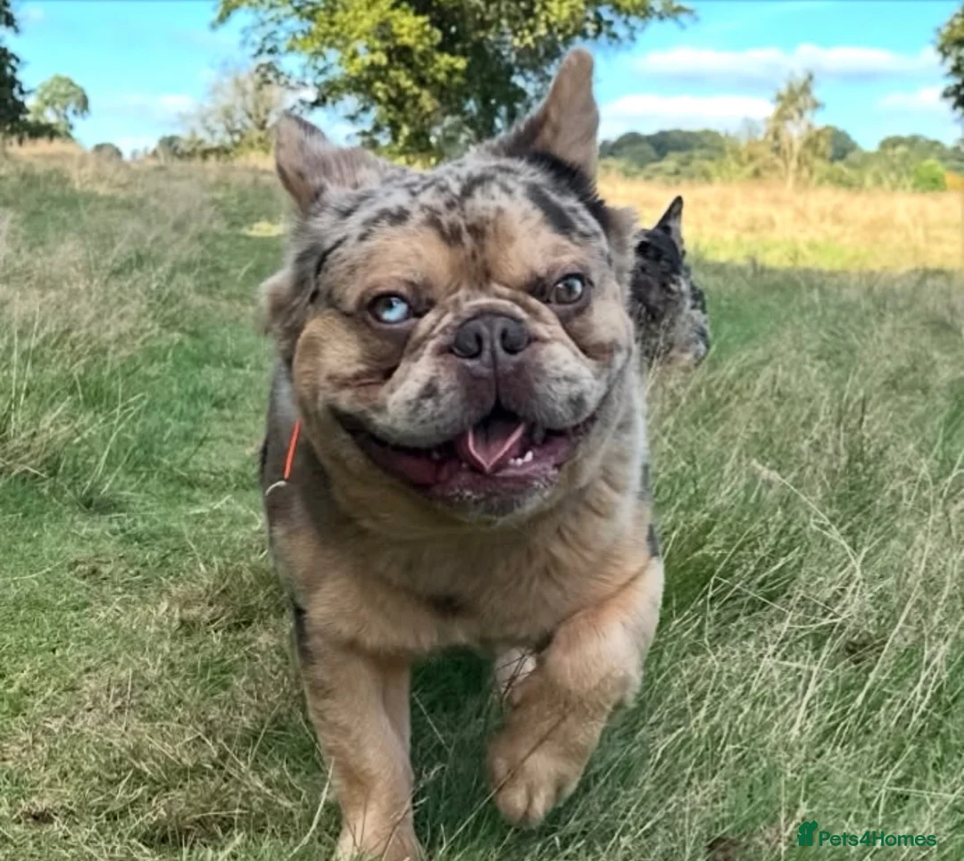 French Bulldog dogs for sale: Romeo French Bulldog - Advert 2