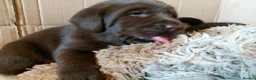 Labrador Retriever dogs for sale: Chocolate Labradors Puppies,Health Tested Parents  - Advert 16