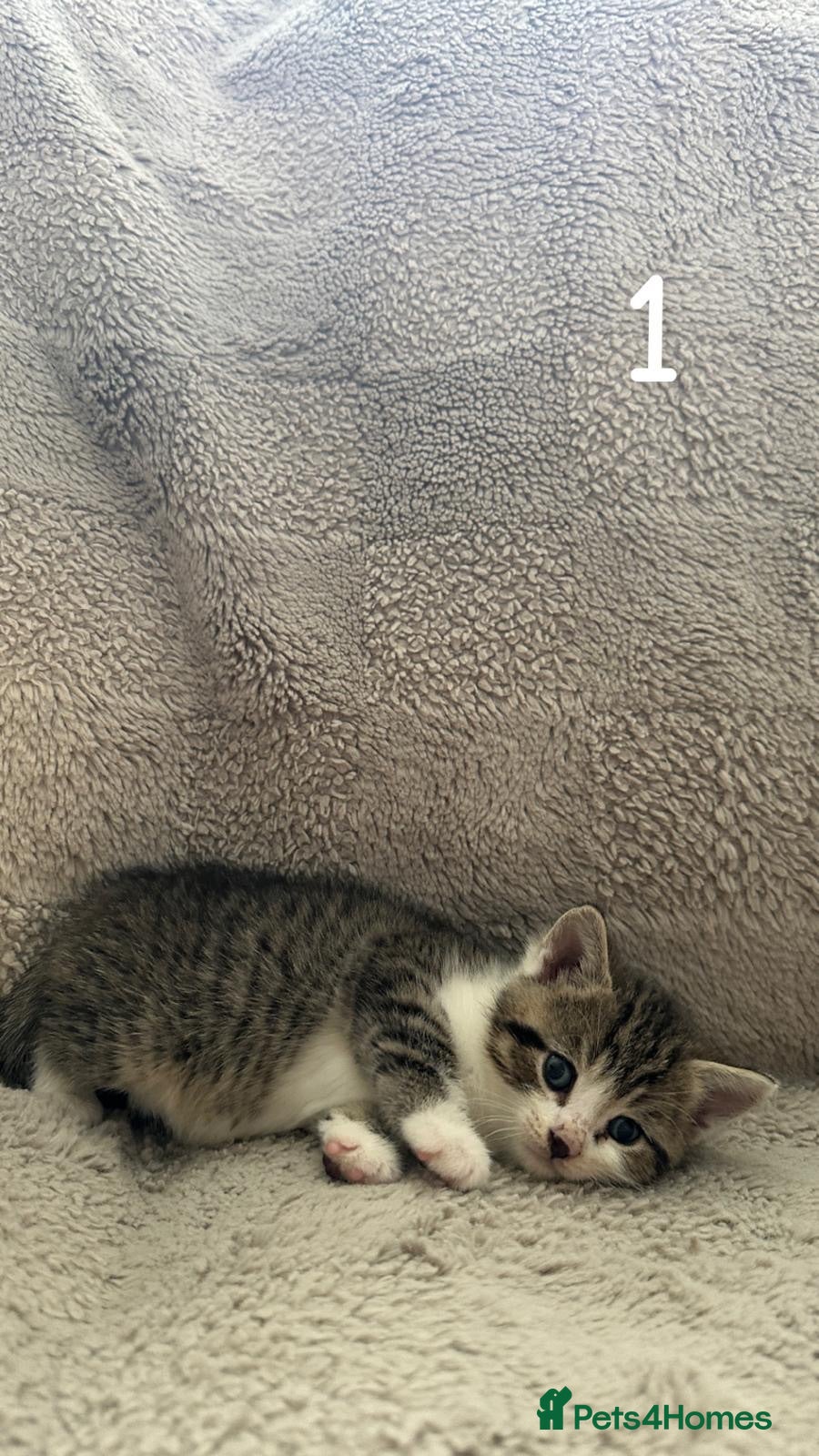British Shorthair cats Half British shorthair kittens  - Advert 2