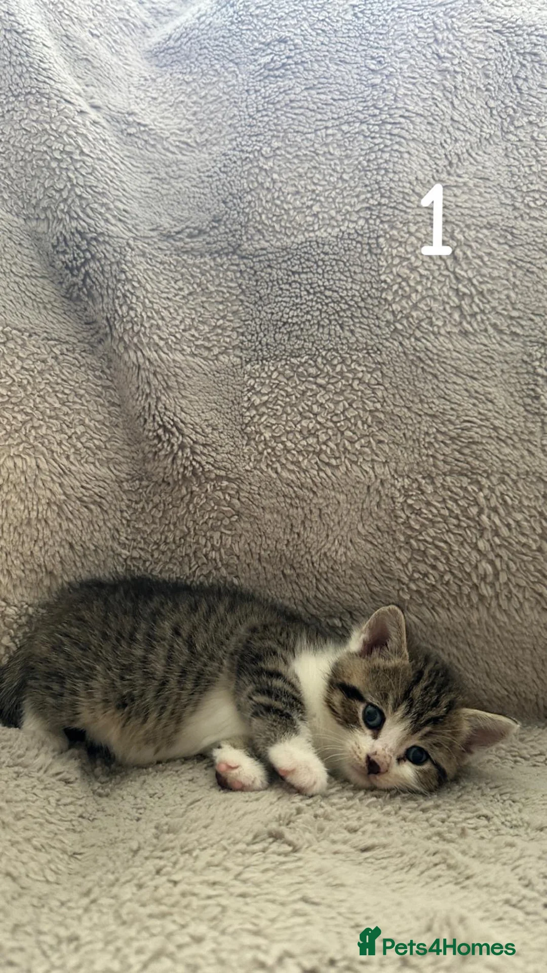 British Shorthair cats for sale: Half British shorthair kittens  - Advert 2