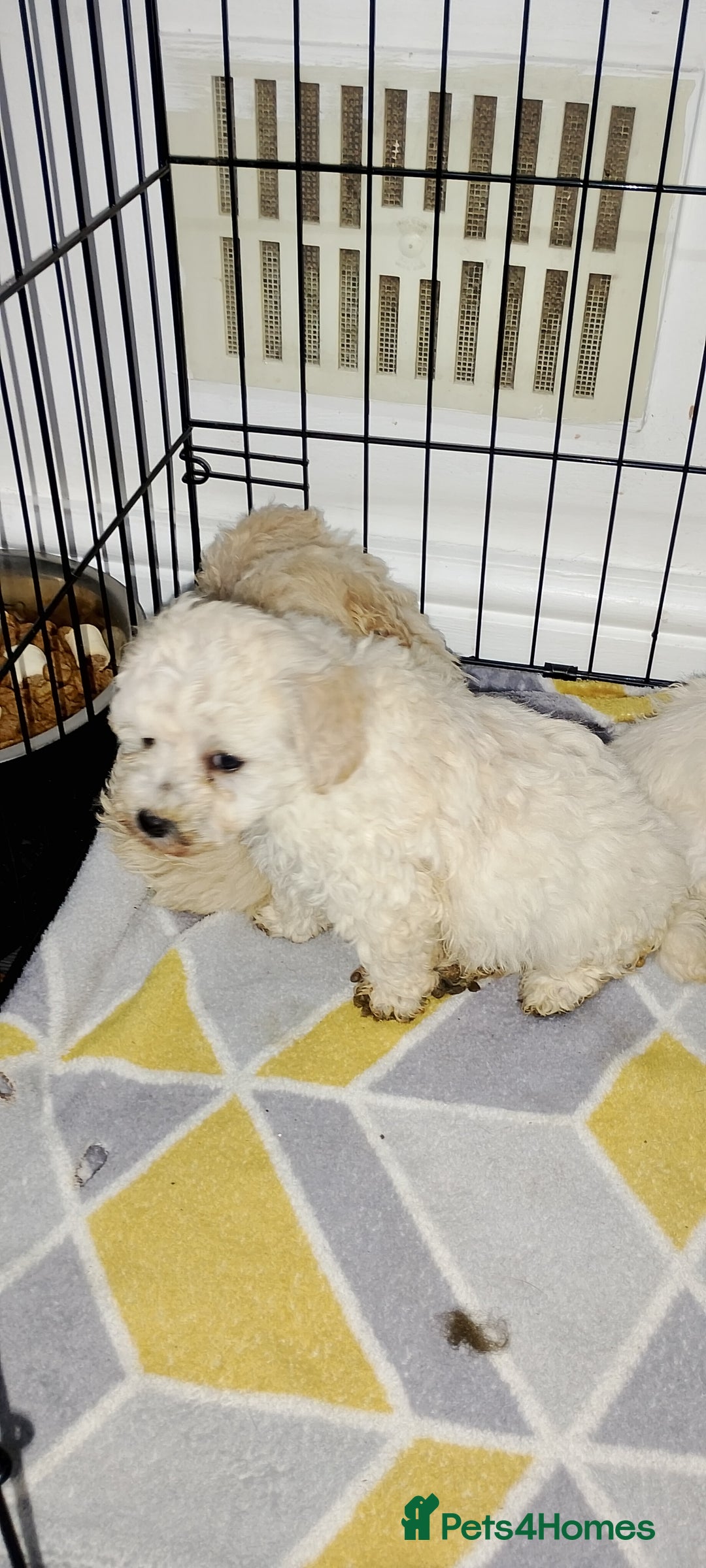 Poochon dogs for sale: Poochon  - Advert 22