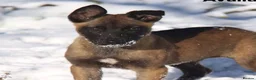 Belgian Shepherd Dog dogs for stud: Belgian malinois  - Advert 7
