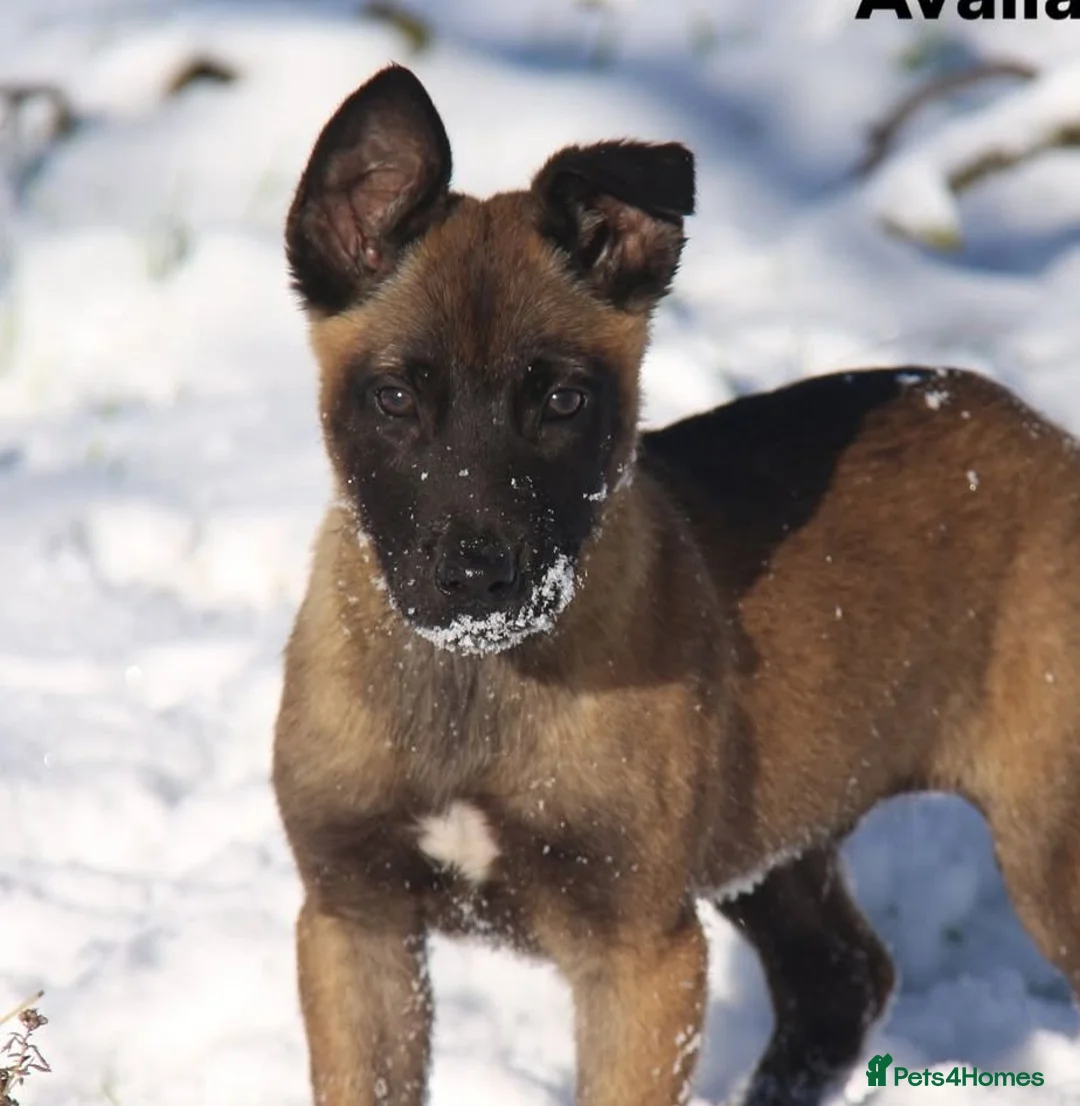 Belgian Shepherd Dog dogs for stud: Belgian malinois  - Advert 7