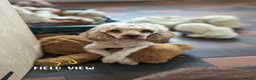 Cavapoo dogs for sale: Extensively health tested adult F1 Cavapoo - Advert 3