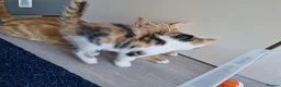Mixed Breed cats for sale: Very Cute Calico Girl - Advert 14
