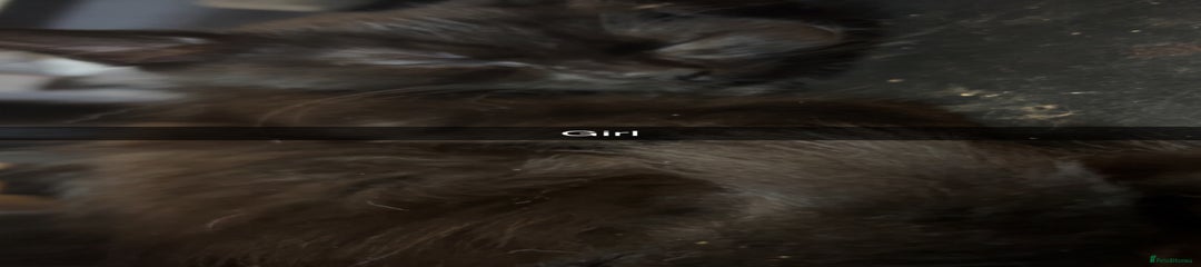 Mixed Breed Kitten 6