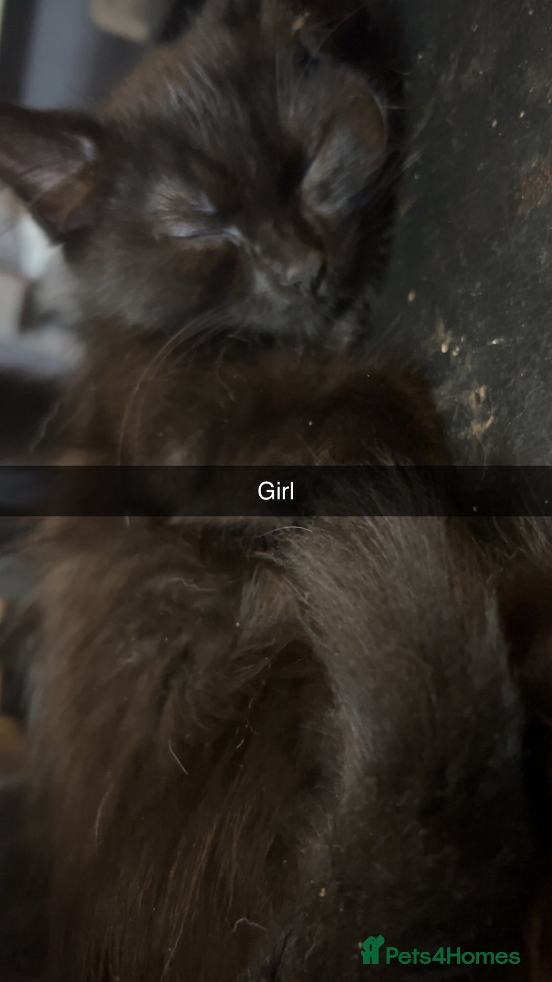 Mixed Breed cats for sale: 6 beautiful babies  - Image 7