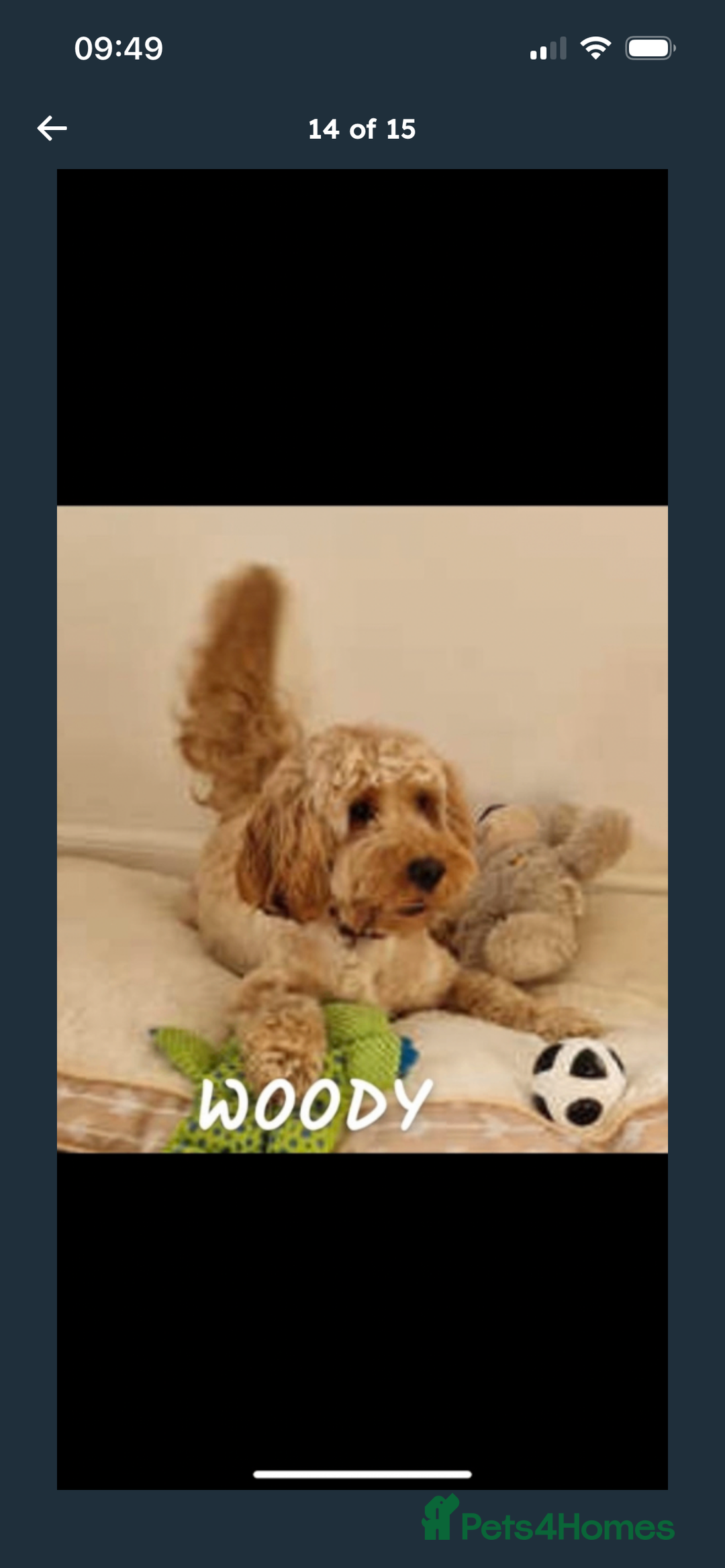 Cockapoo dogs for sale: F2 cockapoo puppies available  - Advert 13