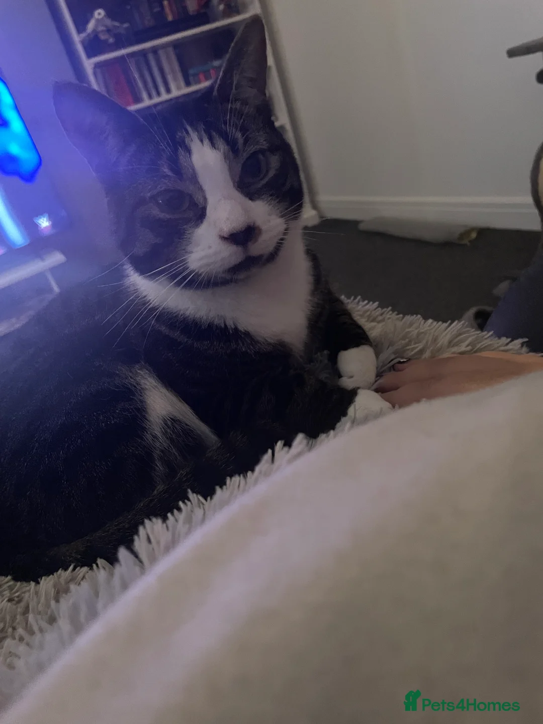 British Shorthair cats for sale: Two brothers 5 years old  - Advert 3