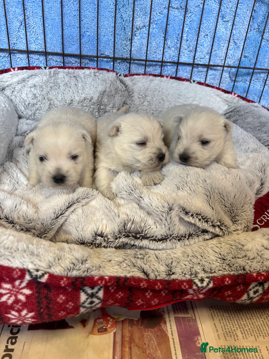 West Highland Terrier dogs for sale: Beautiful West Highland terrier puppies  - Advert 2