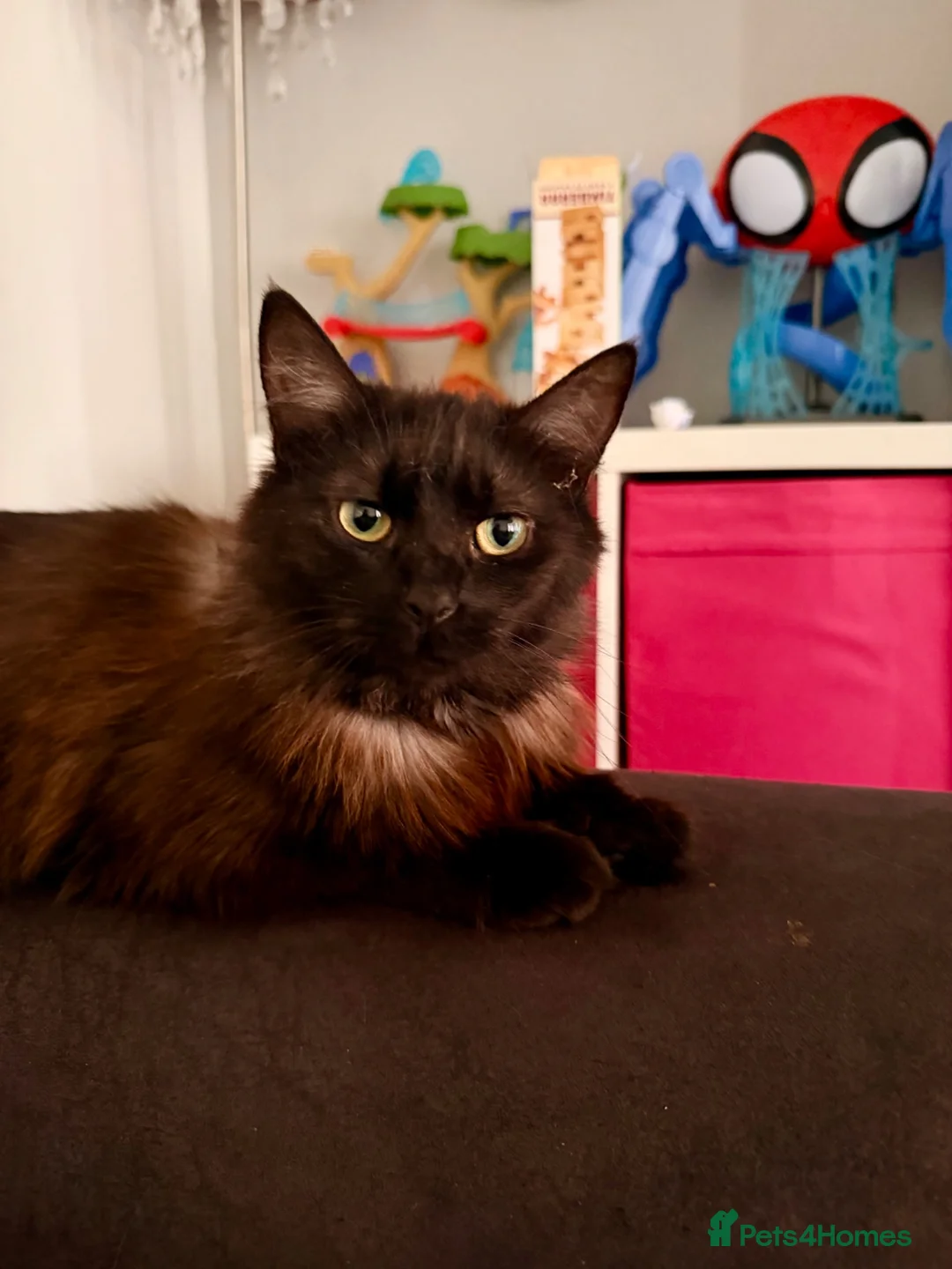 Mixed Breed cats for sale: Beautiful Ragdoll mix kittens. - Advert 2
