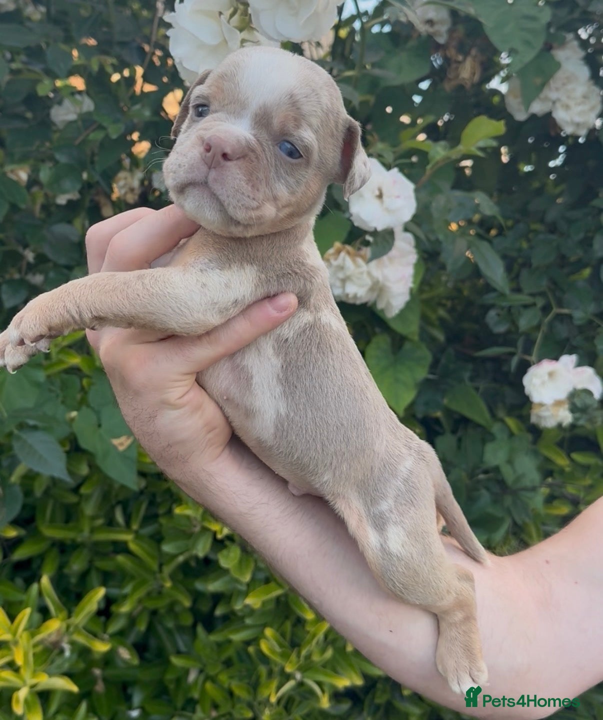 Olde English Bulldogge dogs 7 old tyme bulldog puppies available  - Advert 1