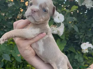 Olde English Bulldogge dogs 7 old tyme bulldog puppies available - Advert 2