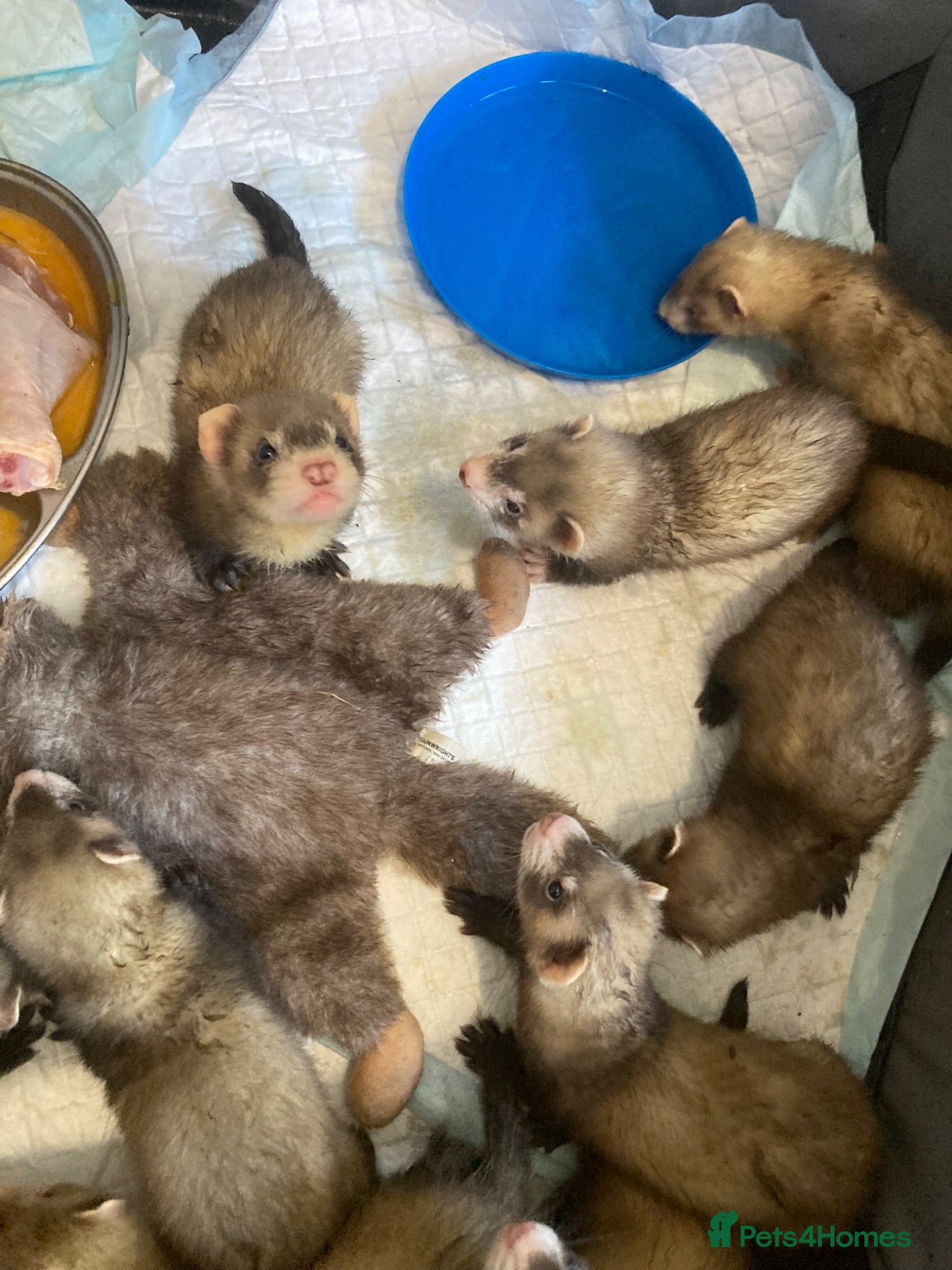 Ferret rodents Hand reared litter  - Advert 23