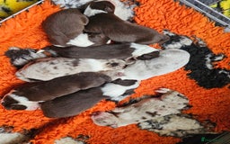 Border Collie dogs for sale: Border collie puppies  - Image 1