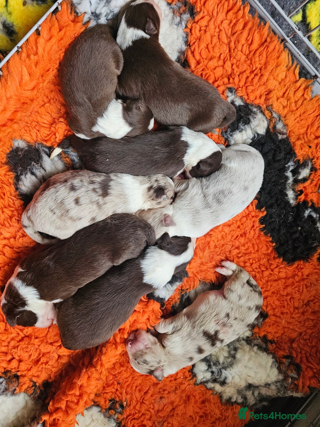 Border Collie dogs for sale: Border collie puppies  - Image 1