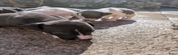 Whippet dogs for sale: KC REGISTERED WHIPPET PUPPIES – READY 31ST AUGUST - Advert 15
