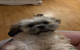 Zuchon dogs for sale: Our special boy Fudge - Image 3
