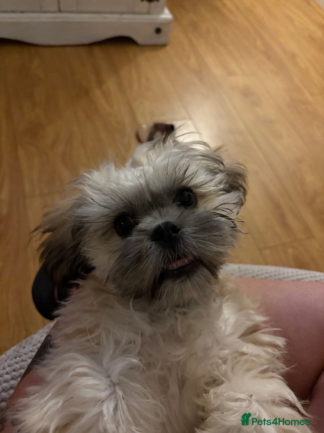 Zuchon dogs for sale: Our special boy Fudge - Image 3