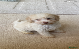 Cavapoo dogs for sale: One Cavapoo x poodle girl ready to go!!! - Image 16