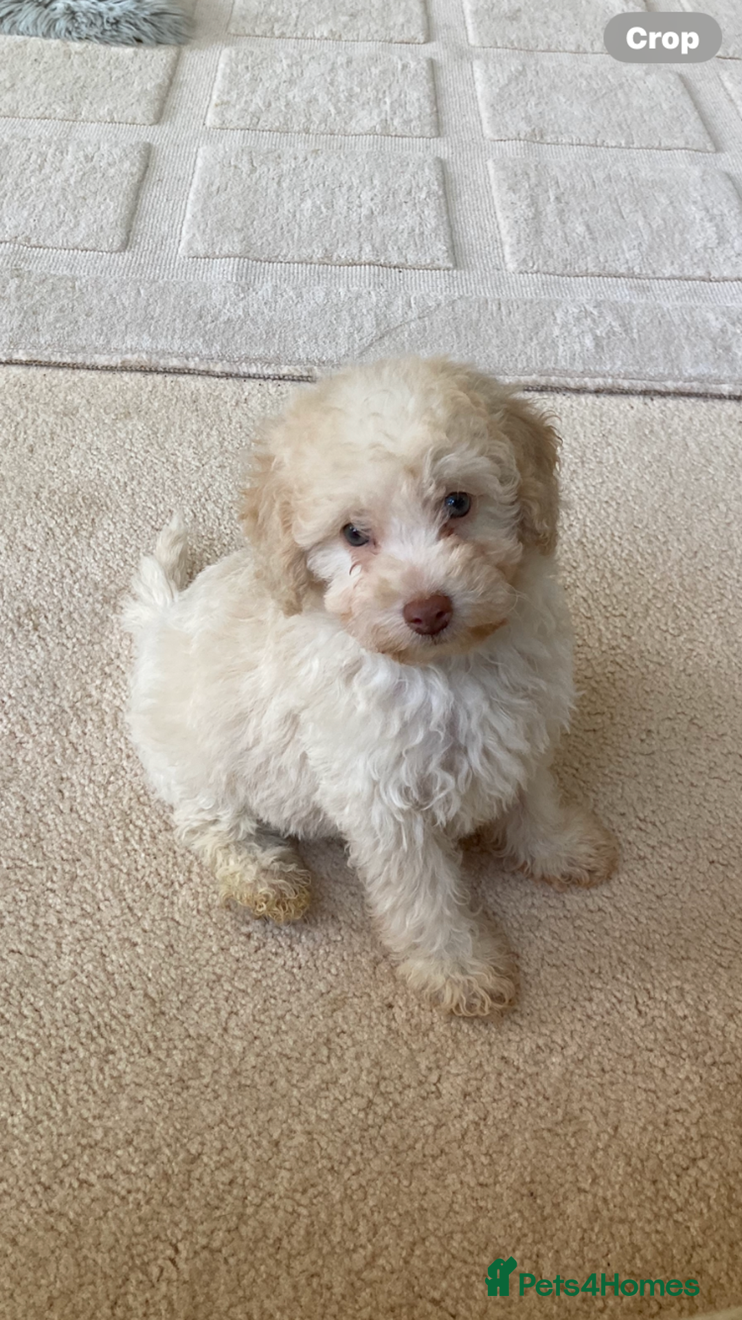 Cavapoo dogs for sale: One Cavapoo x poodle girl ready to go!!! - Image 16